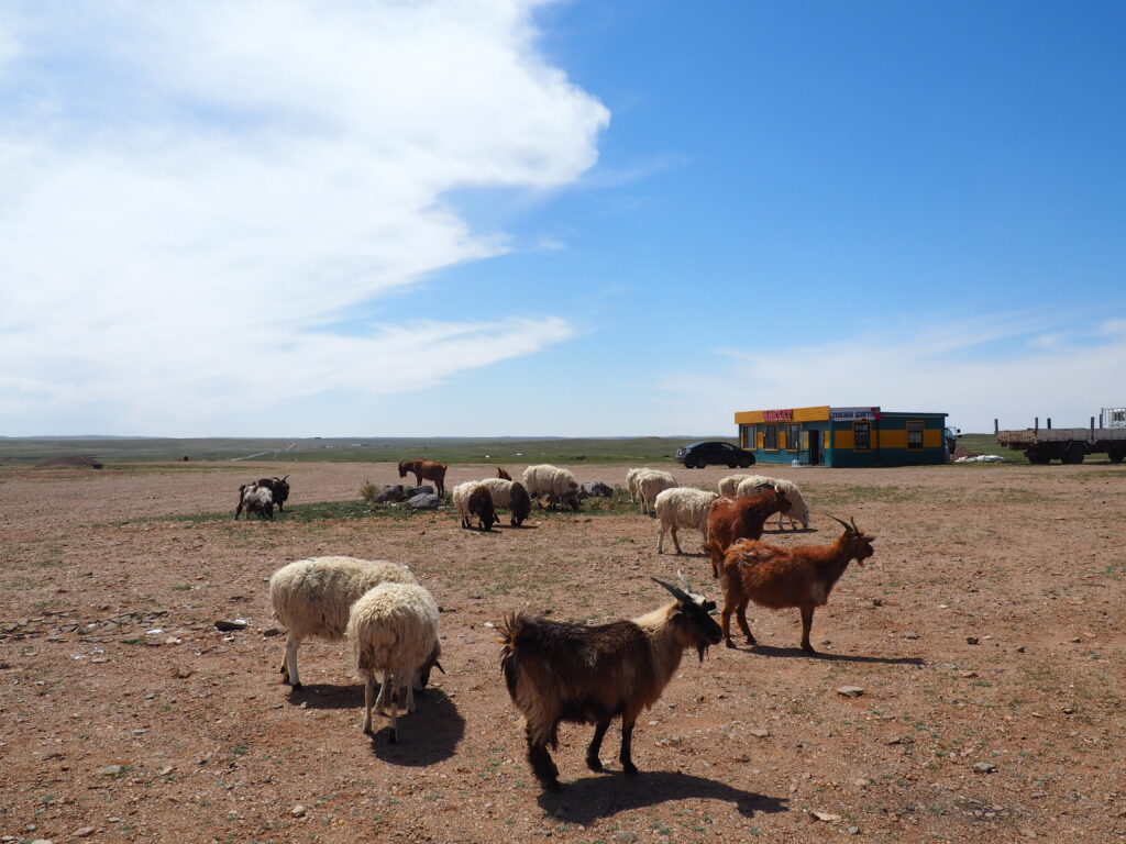 A herd of sheep and goats grazing on a vast, dry plain in Mongolia under a bright blue sky with scattered clouds, with a small roadside shop and a parked truck in the background.