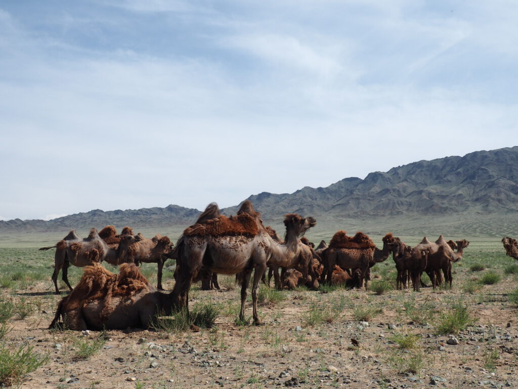 A group of two-humped Bactrian camels grazing in a sparse field in Mongolia, with rolling hills and a cloudy sky in the background.