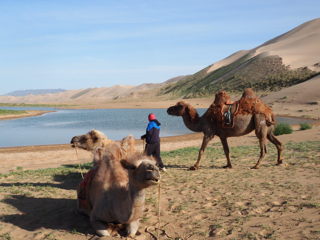 A Mongolian herder leading Bactrian camels along the sandy shore of a blue lake, with the massive Khongoryn Els sand dunes rising in the background.