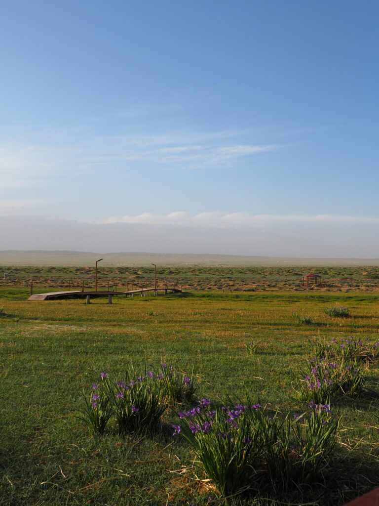 A peaceful Mongolian landscape featuring clusters of purple wild irises in the foreground, with a wooden boardwalk stretching across the green steppe toward the distant horizon.